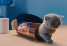 McVities, et si on mangeait des chats ?