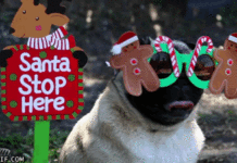 Byothe.fr vous souhaite à tous un super Noël ! christmas-dog