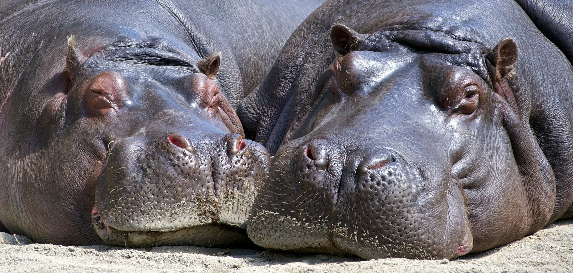 hippo gros fichiers | Le top 10 des sites gratuits pour l'envoi de gros fichiers