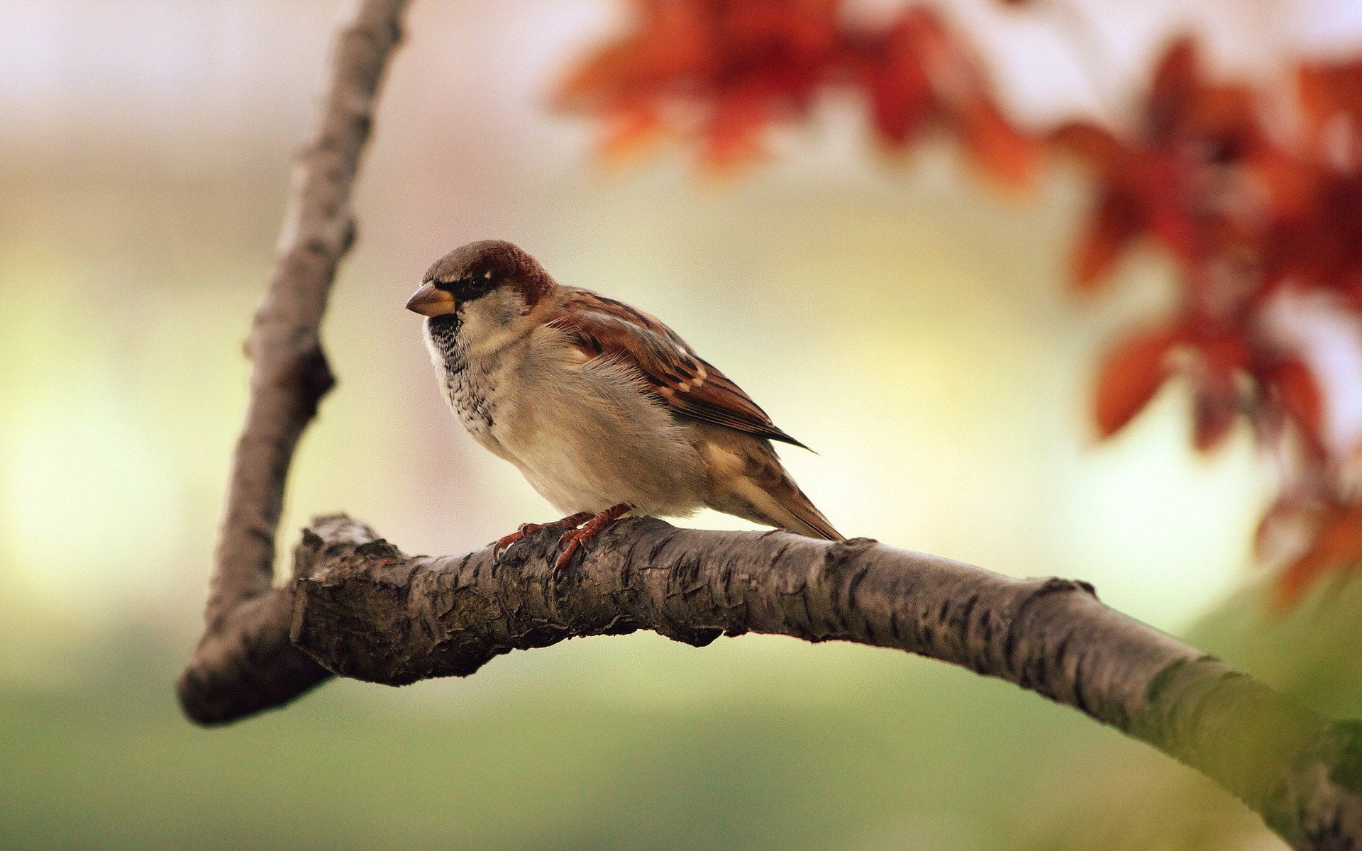 un outil en ligne pour identifier les oiseaux — free download