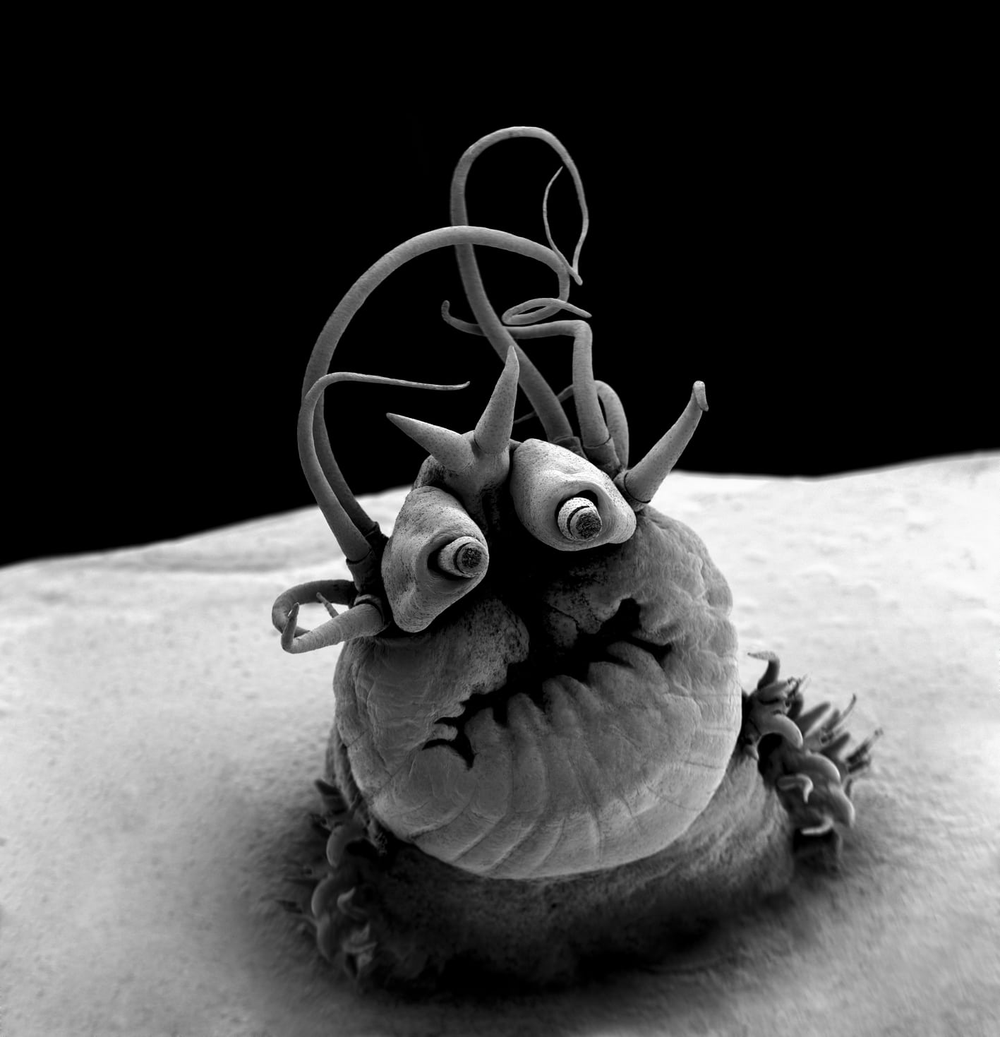 ce ver marin au microscope ressemble à un monstre de dessin animé ! Ver polychete de la famille des Nereididae