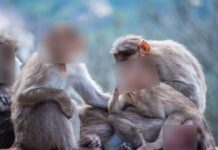 Redact.photo : un outil en ligne pour flouter des photos et images redact photo singe