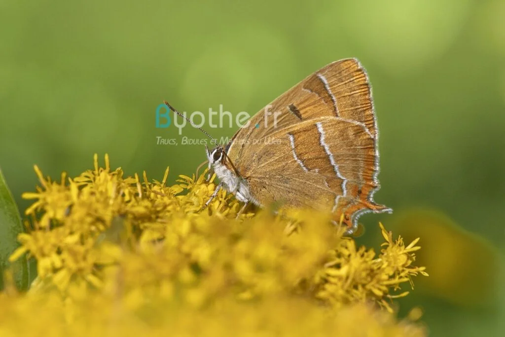 papillon watermark byothe