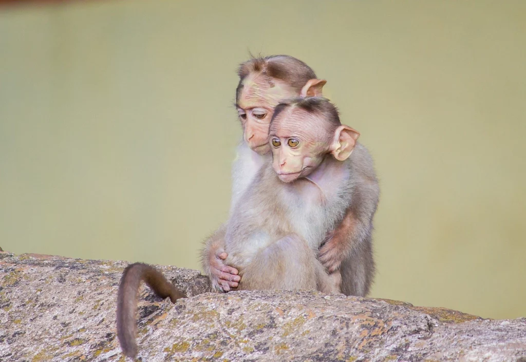 Comment supprimer le filigrane sur une photo gratuitement ? 7 singe watermark byothe transformed