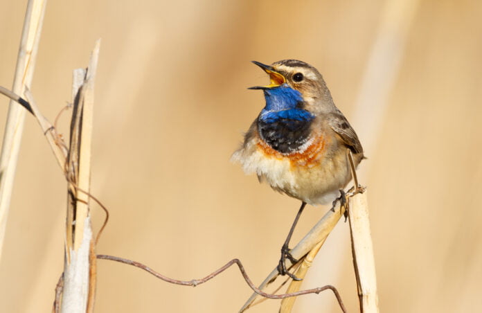 Identifier un chant d'oiseau avec son smartphone