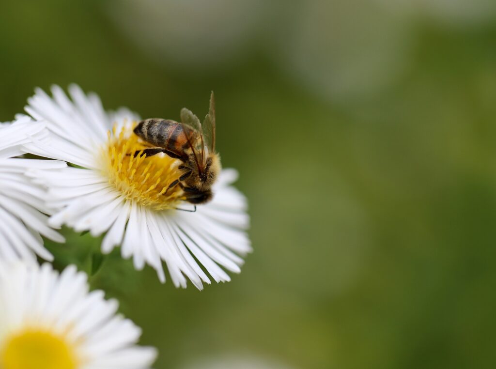 abeille fleur originale | ZMO Remover : effacer un logo ou un objet sur une photo