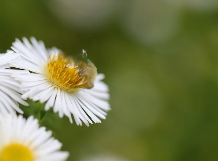 abeille fleur zmo | ZMO Remover : effacer un logo ou un objet sur une photo