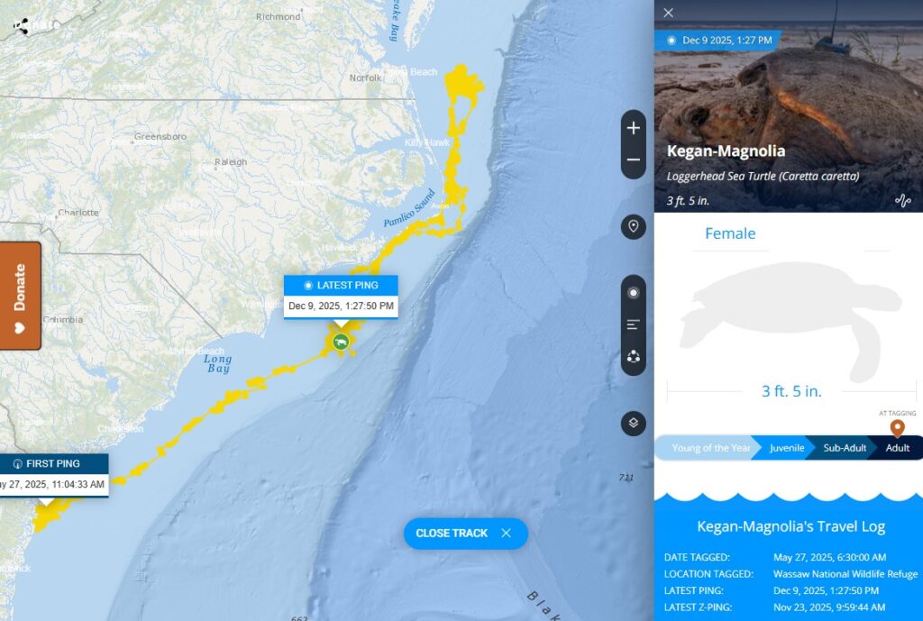 ocearch global tracker tortue | OCEARCH : suivez en temps réel requins, dauphins et autres animaux marins grâce à la science ouverte
