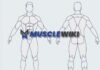 MuscleWiki : comment trouver les bons exercices pour chaque muscle ? MuscleWiki