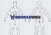 MuscleWiki : comment trouver les bons exercices pour chaque muscle ? MuscleWiki