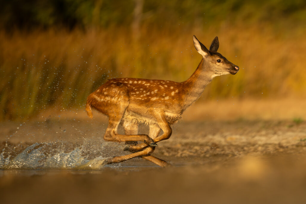 Stage de photographie animalière