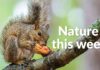 Nature This Week : un site original pour découvrir ce que fait la nature autour de soi Nature This week